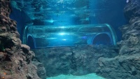 Ein Tunnel durch ein Aquarium.